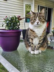 Lost Male Cat last seen 92nd Ave and Hardy Road North Delta, Delta, BC 