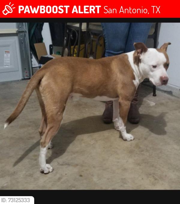 Lost Male Dog last seen Mel waiters way & commerce, San Antonio, TX 78203