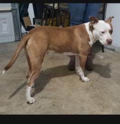 Lost Male Dog last seen Mel waiters way & commerce, San Antonio, TX 78203