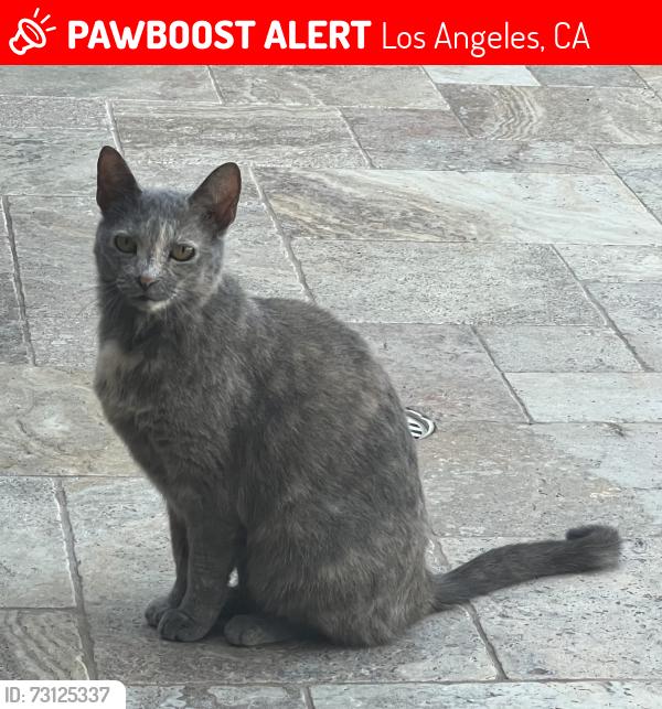 Lost Female Cat last seen Prairie & Encino Ave., Los Angeles, CA 91325