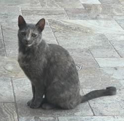 Lost Female Cat last seen Prairie & Encino Ave., Los Angeles, CA 91325