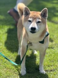 Lost Male Dog last seen Marguerite, Vancouver, BC V6M 3K2