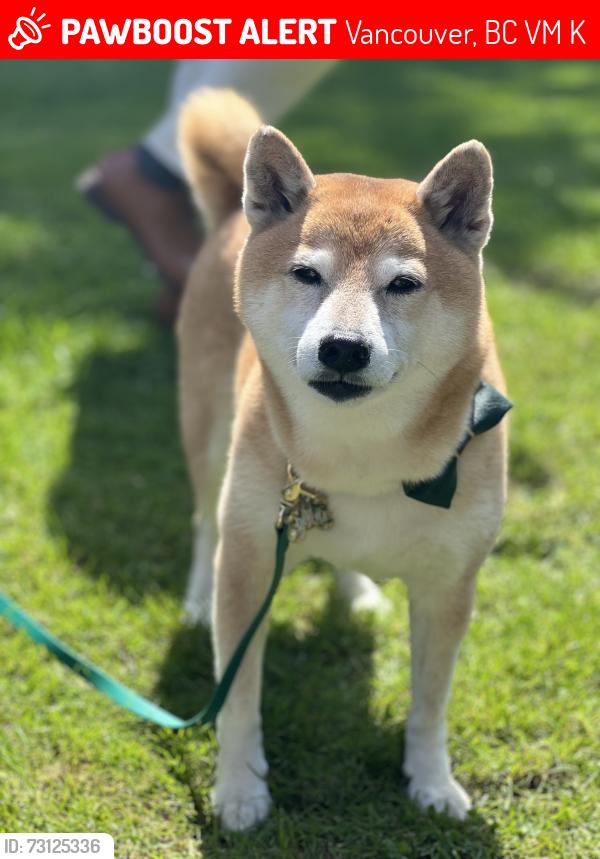 Lost Male Dog last seen Marguerite, Vancouver, BC V6M 3K2
