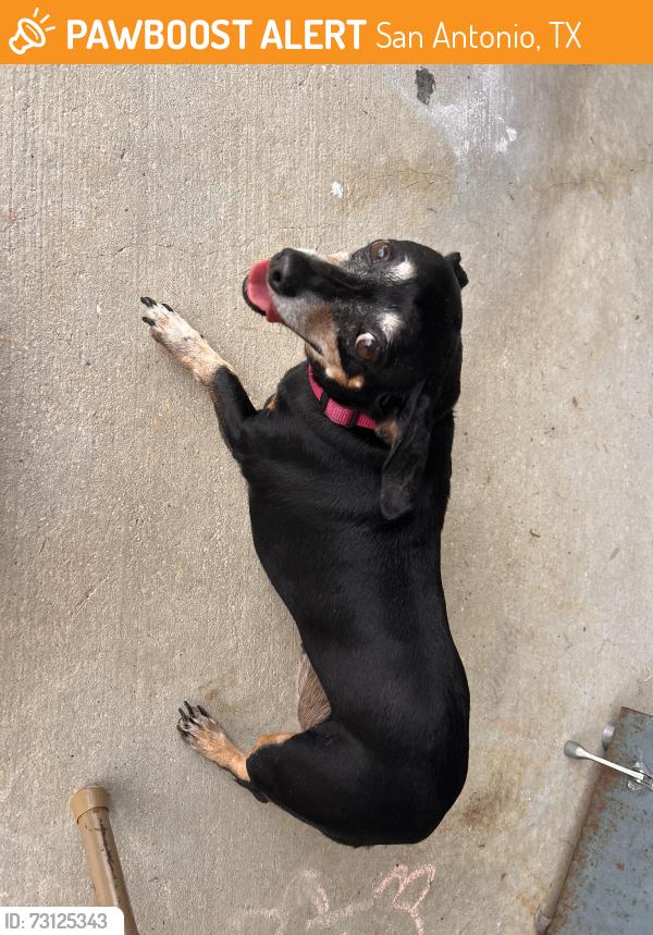 Found/Stray Female Dog last seen Springtime pool, San Antonio, TX 78249
