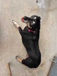 Found/Stray Female Dog last seen Springtime pool, San Antonio, TX 78249