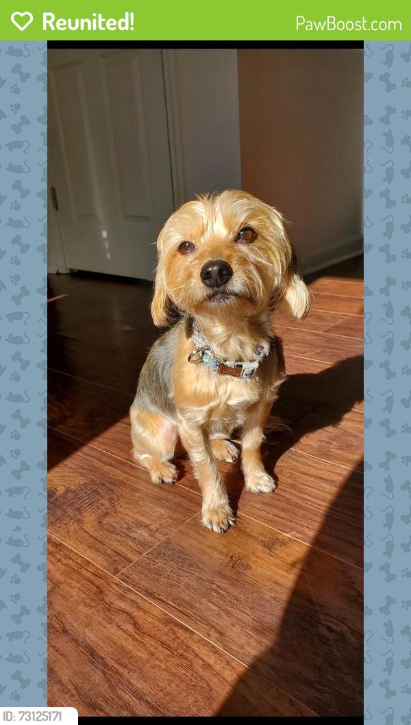 Reunited Female Dog last seen Pineburr rd Jamestown, Jamestown, NC 27282