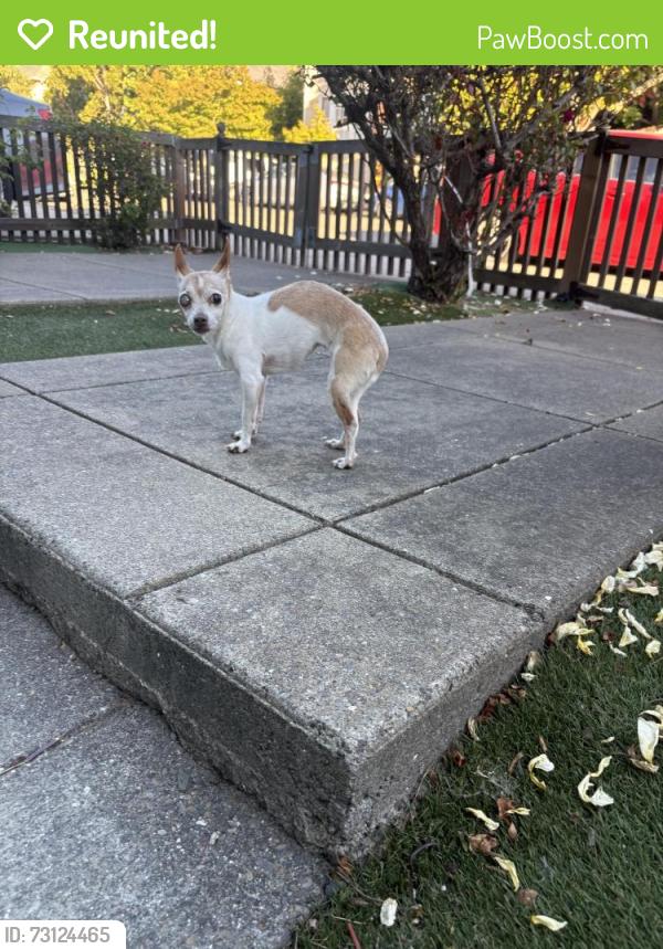 Reunited Female Dog last seen Woolsey and Shattuck, Berkeley, CA 94609