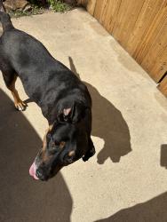 Found/Stray Male Dog last seen 30th College, Bethany, OK 73008