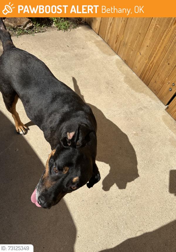 Found/Stray Male Dog last seen 30th College, Bethany, OK 73008