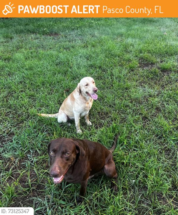 Found/Stray Male Dog last seen Little Rd and St Rd 52, Pasco County, FL 34637