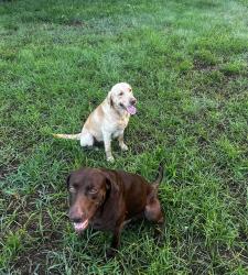 Found/Stray Male Dog last seen Little Rd and St Rd 52, Pasco County, FL 34637