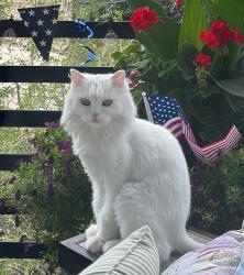 Reunited Female Cat last seen Delgany and Cherry Creek, Denver, CO 80202