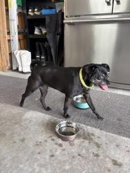 Reunited Unknown Dog last seen Near Canterbury Ln, Bourbonnais, IL 60914, USA, Bourbonnais, IL 60914