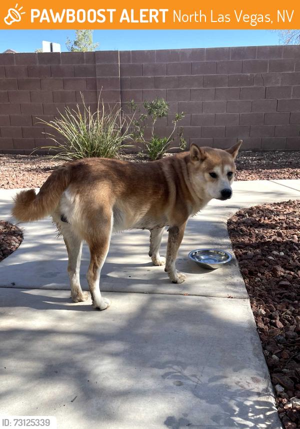Found/Stray Male Dog last seen Ann Road, North Las Vegas, NV 89031