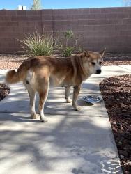 Found/Stray Male Dog last seen Ann Road, North Las Vegas, NV 89031