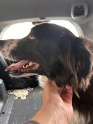 Reunited Unknown Dog last seen On 98th heading towards golf links from bishop o’dowd, Oakland, CA 94605