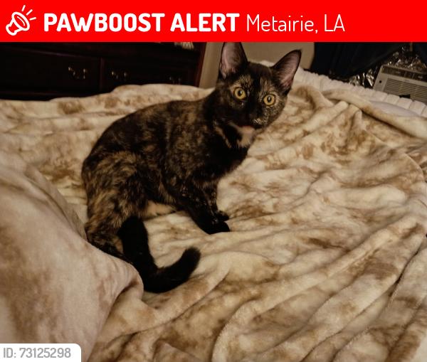 Lost Female Cat last seen Near Lake Como. Metairie, Metairie, LA 70006