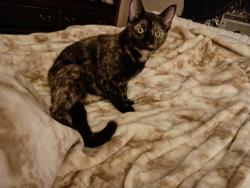 Lost Female Cat last seen Near Lake Como. Metairie, Metairie, LA 70006