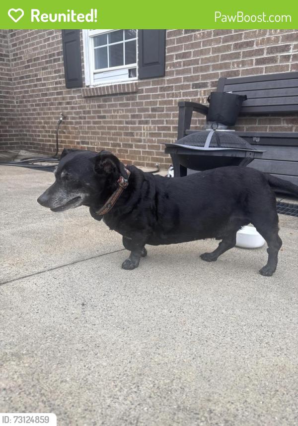 Reunited Male Dog last seen Near 42nd Ave Cir NE, Hickory, NC 28601