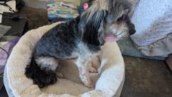 Reunited Female Dog last seen Via San delero, Montebello, CA 91754