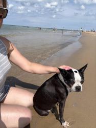 Lost Female Dog last seen Harlem/ 79st, Chicago, IL 60638