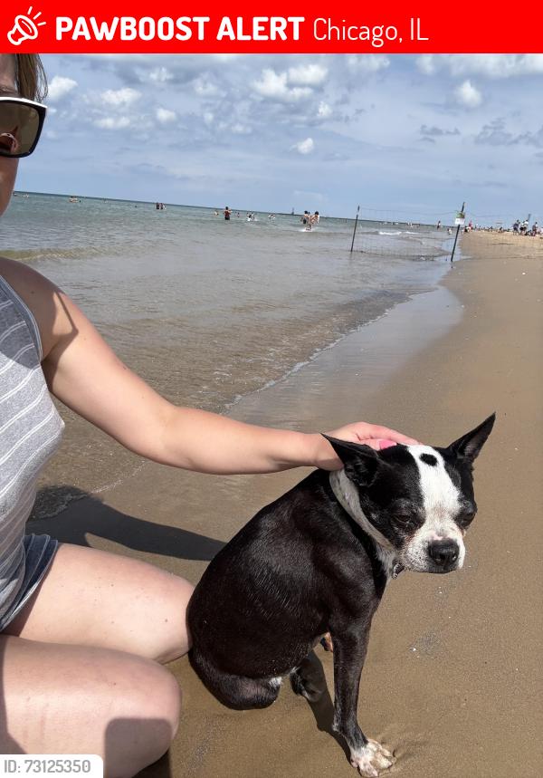 Lost Female Dog last seen Harlem/ 79st, Chicago, IL 60638