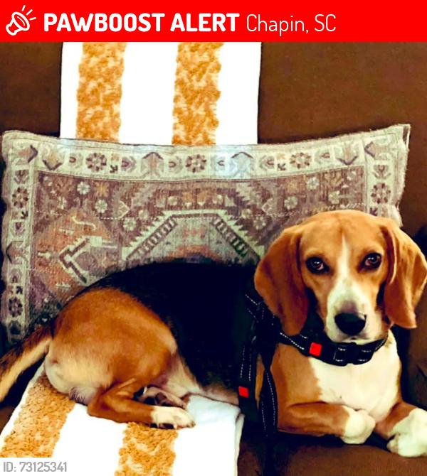 Lost Male Dog last seen Peak Street, Chapin, SC 29036