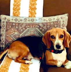 Lost Male Dog last seen Peak Street, Chapin, SC 29036
