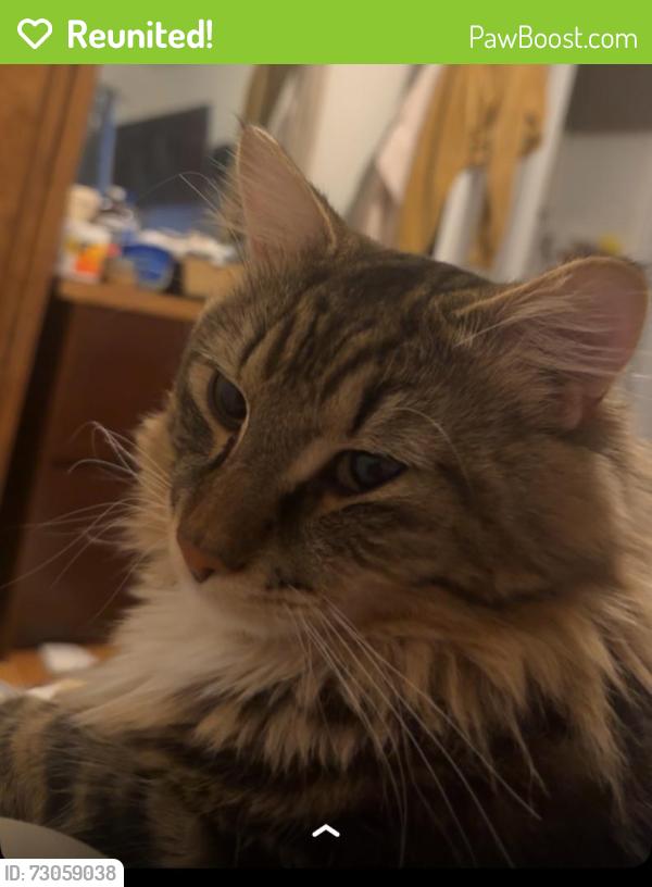 Reunited Male Cat last seen Rue Airlie, Montréal, QC H8R
