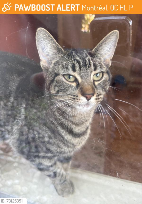 Found/Stray Female Cat last seen Rue Champigny, Montréal, QC H4L 4P5