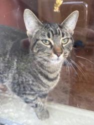 Found/Stray Female Cat last seen Rue Champigny, Montréal, QC H4L 4P5