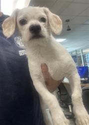 Shelter Stray Male Dog last seen , 14409 Vanowen St, Van Nuys, CA 91405, USA