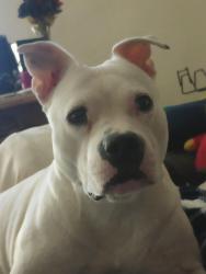 Lost Female Dog last seen East 186th St & St. Clair Ave, Cleveland, OH 44110