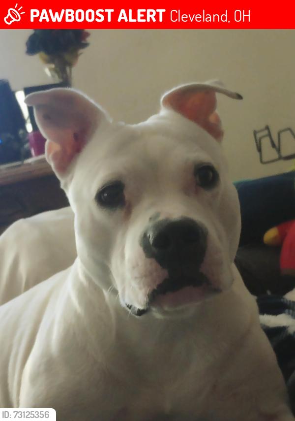 Lost Female Dog last seen East 186th St & St. Clair Ave, Cleveland, OH 44110