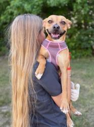 Shelter Stray Female Dog last seen CHARLOTTE, 8315 Byrum Dr, Charlotte, NC 28217, USA