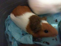 Shelter Stray Female Other last seen CHARLOTTE, 8315 Byrum Dr, Charlotte, NC 28217, USA