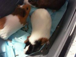 Shelter Stray Female Other last seen CHARLOTTE, 8315 Byrum Dr, Charlotte, NC 28217, USA