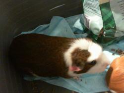 Shelter Stray Female Other last seen CHARLOTTE, 8315 Byrum Dr, Charlotte, NC 28217, USA