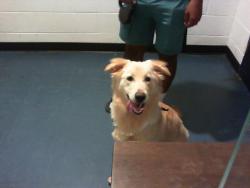 Shelter Stray Female Dog last seen CHARLOTTE, 8315 Byrum Dr, Charlotte, NC 28217, USA