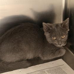 Shelter Stray Female Cat last seen Near BLOCK FOREST ST, 2020 Forest St, Jacksonville, FL 32204, USA