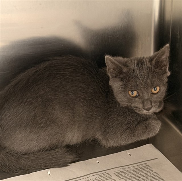 Shelter Stray Female Cat last seen Near BLOCK FOREST ST, 2020 Forest St, Jacksonville, FL 32204, USA