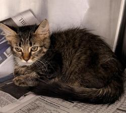 Shelter Stray Female Cat last seen Near BLOCK FOREST ST, 2020 Forest St, Jacksonville, FL 32204, USA