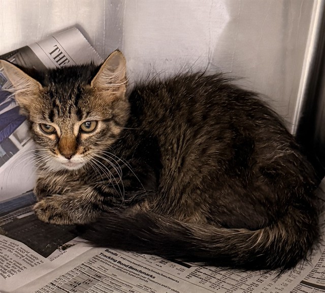 Shelter Stray Female Cat last seen Near BLOCK FOREST ST, 2020 Forest St, Jacksonville, FL 32204, USA