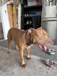 Reunited Unknown Dog last seen Near Canterbury Ln, Bourbonnais, IL 60914, USA, Bourbonnais, IL 60914