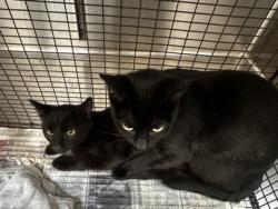 Shelter Stray Female Cat last seen , 3201 Lacy St, Los Angeles, CA 90031, USA