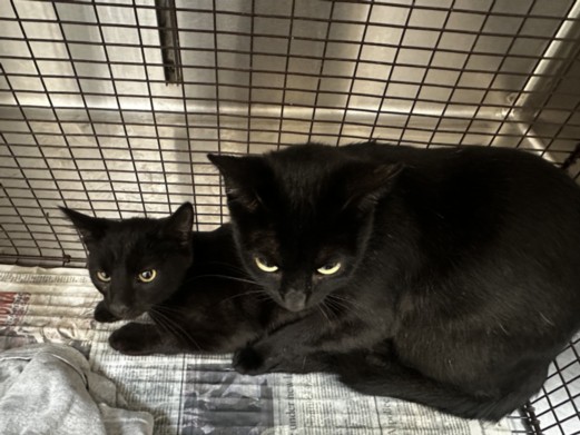 Shelter Stray Female Cat last seen , 3201 Lacy St, Los Angeles, CA 90031, USA