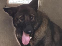 Shelter Stray Male Dog last seen , 1850 W 60th St, Los Angeles, CA 90047, USA