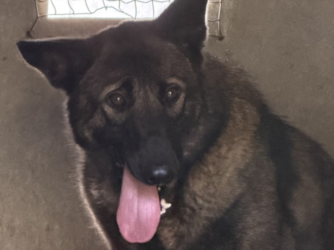 Shelter Stray Male Dog last seen , 1850 W 60th St, Los Angeles, CA 90047, USA