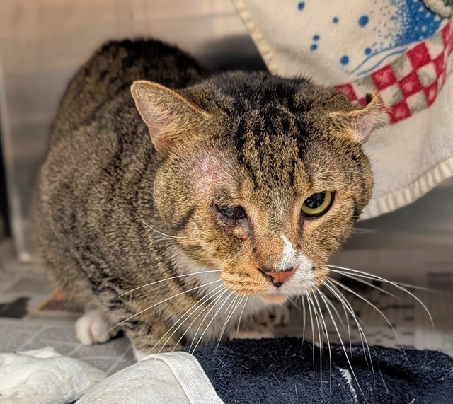 Shelter Stray Male Cat last seen Near BLOCK NW 59 WY, SUNRISE FL 33313, 2400 SW 42nd St, Fort Lauderdale, FL 33312, USA