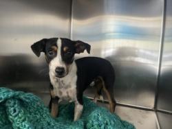 Shelter Stray Male Dog last seen , 957 N Gaffey St, San Pedro, CA 90731, USA